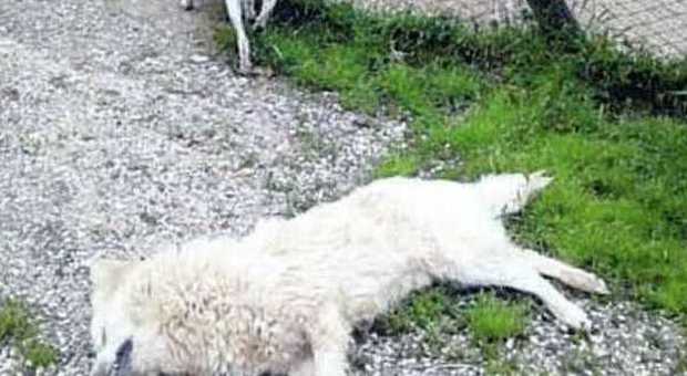 Strage al canile di Bagnaia uccisi quattordici animali