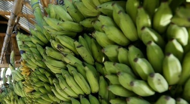 Nascondono 840 chili di cocaina nelle cassette delle banane, le perdono di vista e finiscono in due supermercati cechi