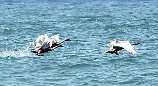 I cigni sul mare (Foto Emmepress)