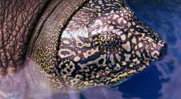 Scoperta la seconda tartaruga più preziosa al mondo: era in un lago del Vietnam