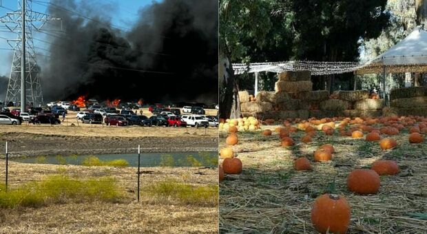 Incendio al campo di zucche di Halloween: 70 auto distrutte. «Colpa di una sigaretta gettata sul prato»