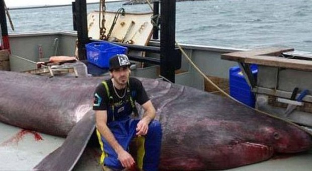 Australia, pesca record: catturato per errore uno squalo elefante lungo oltre sei metri