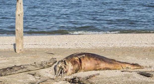 Carcassa di delfino spiaggiata al Musone