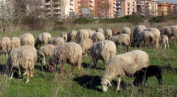 Roma, pecore giardiniere al debutto, la giunta: si parte dai parchi d’Aguzzano e degli Acquedotti