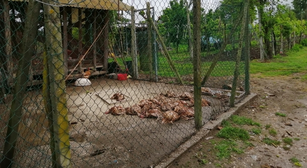 Le galline morte nel pollaio di San Stino