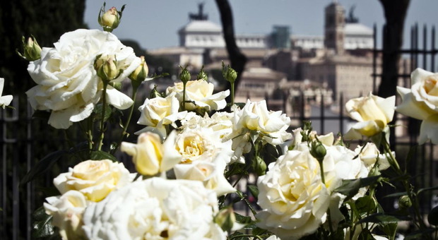 La rosa più bella della Capitale, via al contest su Instagram