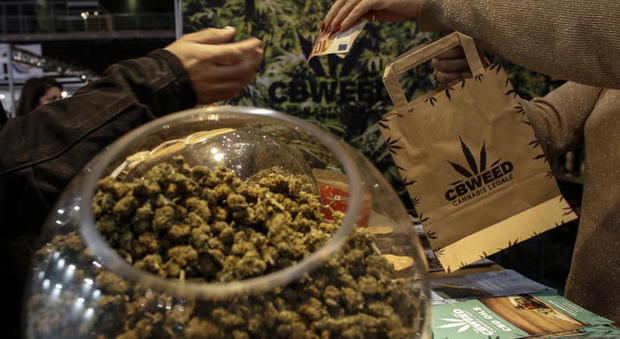 La cannabis a tavola, pubblicato il decreto sui limiti di Thc: arrivano biscotti, taralli e olio