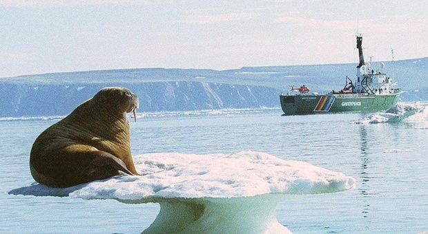 L'Artico si sta sciogliendo, anche l'ultimo baluardo del ghiaccio cede al riscaldamento globale