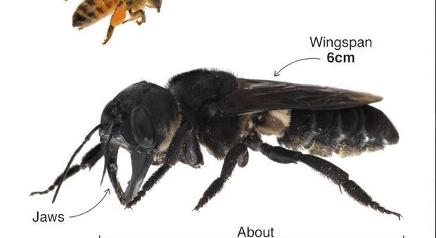 Trovata ape gigante: si pensava che fosse estinta