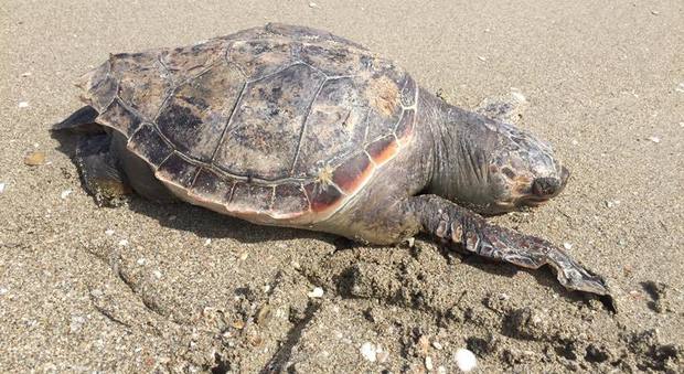 Una delle due tartarughe trovate morte sulla spiaggia
