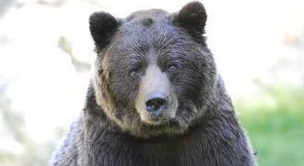 Morto l'orso Orfeo, aveva 28 anni: ritrovato vicino al laghetto dove spesso faceva il bagno