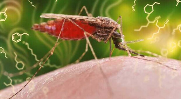 Malaria, successo delle zanzare geneticamente modificate: testate in ambienti controllati con il clima tropicale