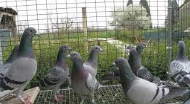 I ladri trafugano trenta ​piccioni viaggiatori