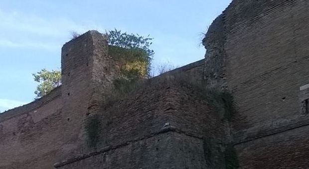 Sulle Mura Aureliane crescono gli alberi: interveniamo prima dei crolli