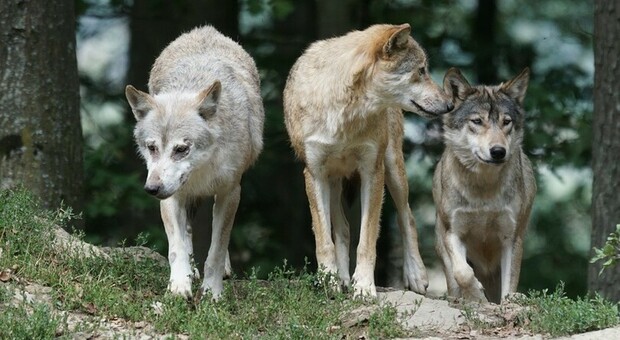 I lupi sono ormai una presenza stabile sulle Dolomiti, si calcolano 7-8 branchi