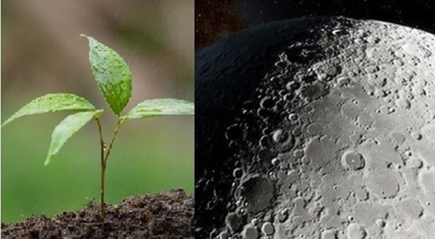 Luna, le piante possono crescere sul corpo celeste: cos'è l'orto lunare e cosa dimostrano i risultati dell'esperimento cinese