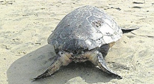 Una tartaruga Caretta caretta spiaggiata sul litorale