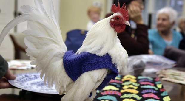 Usa, le galline sentono freddo e non fanno uova: le anziane della casa di riposo cuciono dei maglioni