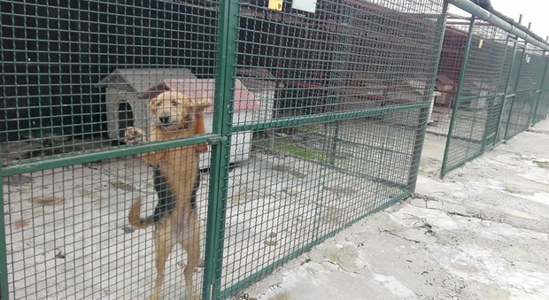 Borrelli: «Duecento cani rischiano di morire di fame: aiutiamoli»