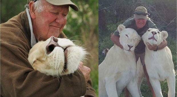 Ucciso dai suoi amati leoni che aveva salvato dalla caccia grossa. Tragedia in Sudafrica