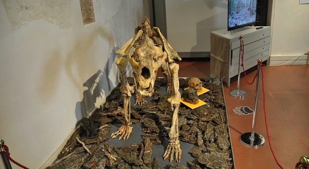 Al museo di Santa Corona è esposto lo scheletro di un orso che si è estinto oltre 24 mila anni fa
