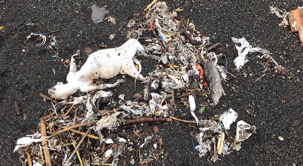 Napoli, topi morti e rifiuti tra la sabbia: oltre il mare è negata anche la spiaggia