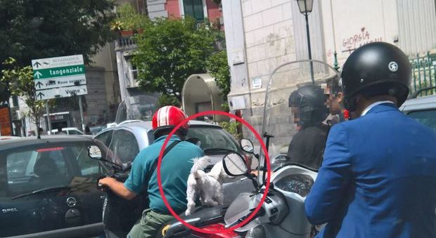 «Ecco il cane equilibrista in giro su due ruote a Napoli»