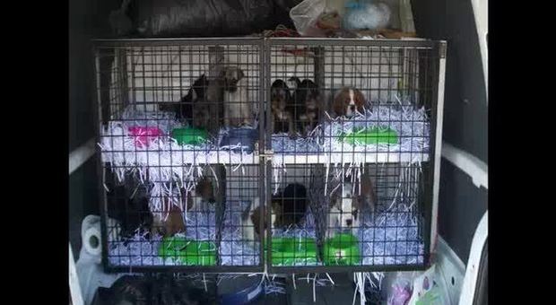 Udine, traffico illecito di cuccioli: cagnolini chiusi dentro il bagagliaio senza aria né acqua