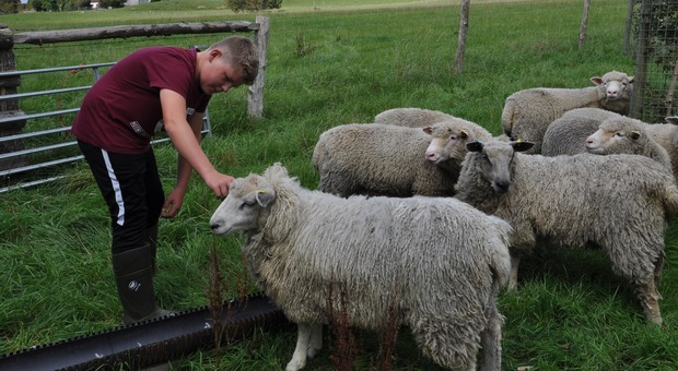 Il 13enne diventato imprenditore grazie all'allevamento di pecore: «Ho realizzato il mio sogno con determinazione»