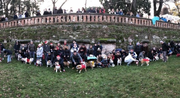"Bulli-natale", cento bulldog inglesi riuniti per il Christmas party