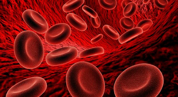 Bristol, pazienti ricevono trasfusione con sangue creato in laboratorio da cellule staminali: primo caso al mondo