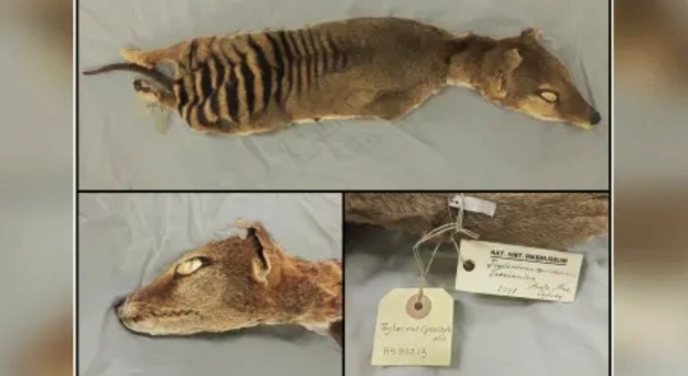 L'esemplare di Tigre della Tasmania oggetto dello studio (immag diffuse dal dott Emilio Marmol Sanchez)