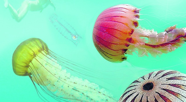 Invasi dalla pelagia noctiluca, la medusa “regina” dell’estate: ecco tutte le risposte ai dubbi