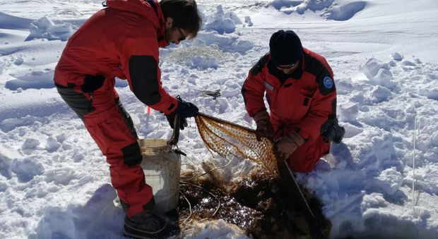 Pesca sul pack per i ricercatori italiani in Antartide