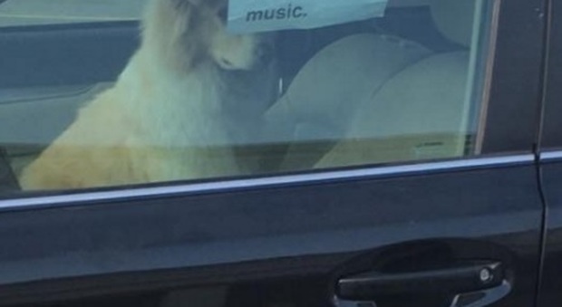 Lascia il cane solo in auto con un biglietto: "Non rompete il vetro per aiutarlo, ecco perché"