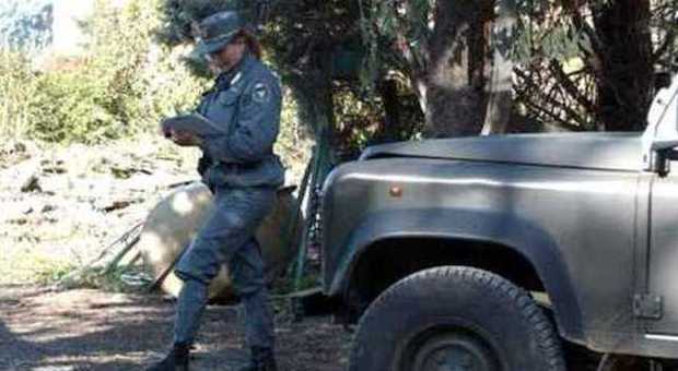 Terni, lupo ucciso: controlli a tappeto La Forestale ferma 150 cacciatori