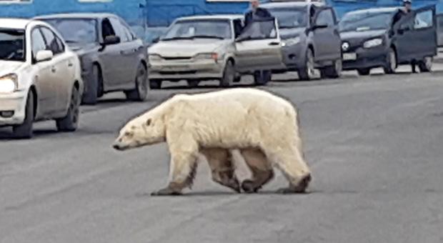 L'orso polare spunta in città: «Debole e malato, cercava cibo». Paura e curiosità tra i residenti