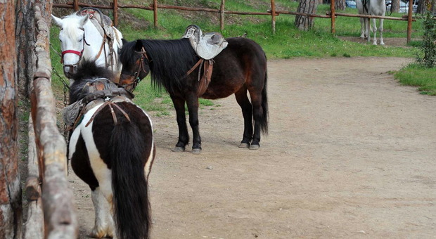 Trascinato da un pony imbizzarrito bambinodi tre anni ferito grave