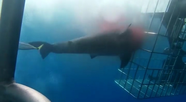 Lo squalo bianco incastrato nelle sbarre della gabbia. (immagini pubblicate su Fb da Arturo Islas Allende)
