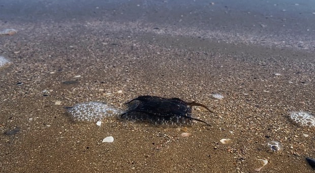 La spiaggia di Pesaro invasa dai “borsellini delle sirene”: ecco cosa sono e dove si trovano (Foto concessa da Fabio Patronelli)