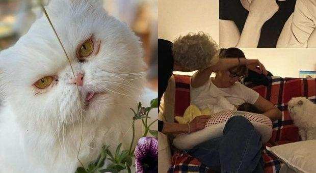 Federica Pellegrini, il dolore per la morte del gatto Neve: «Hai fatto in tempo a conoscere Matilde, ci mancherai»