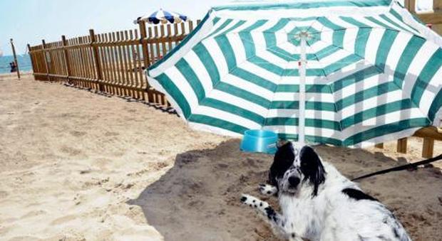 Una spiaggia libera per i cani: presto anche ai Murazzi
