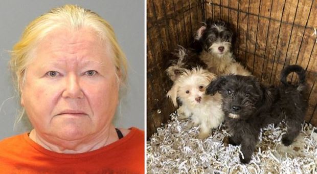 Duecento cani rinchiusi in casa, 44 carcasse nel freezer: arrestata la “signora dei barboncini” negli Stati Uniti