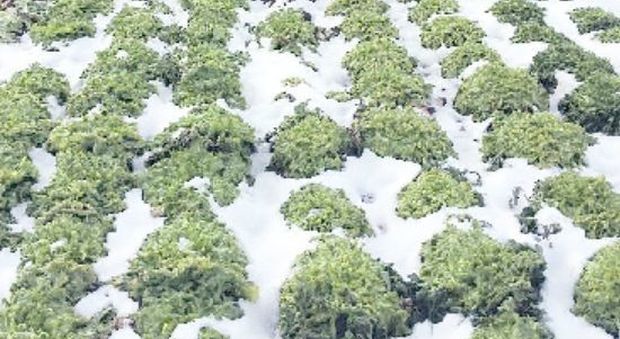 Neve, rincari fino al 350% sui prezzi degli ortaggi: volano bietole e cipollotti