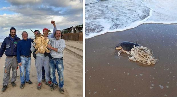 Sabaudia, tartaruga marina salvata da un gruppo di operai: era rimasta impigliata in una rete da pescatore