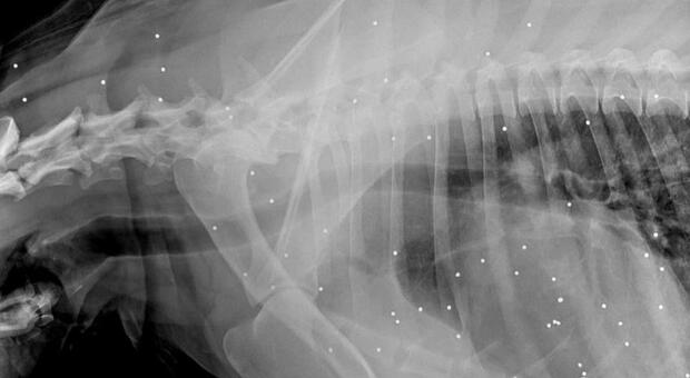 Agropoli, cane ferito con colpi di fucile a piombini
