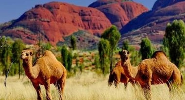 La meraviglia del deserto australiano goduta girando a dorso di cammello