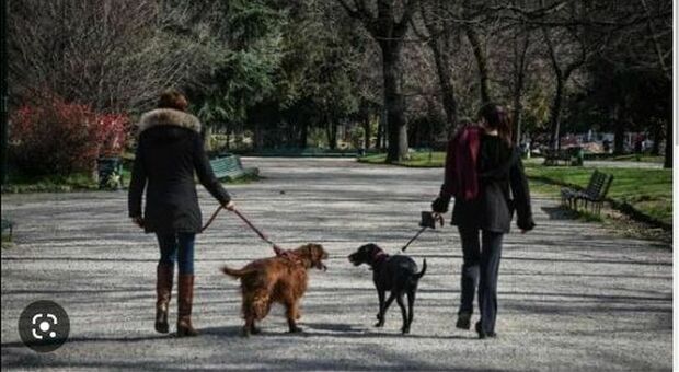 Cani di razza, boom di furti a Roma: «Veterinari tra i complici». I medici corrotti sostituiscono i chip