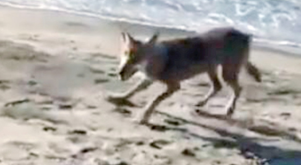 Avvistato un altro lupo nel basso Salento: trovati i resti di un cane sbranato