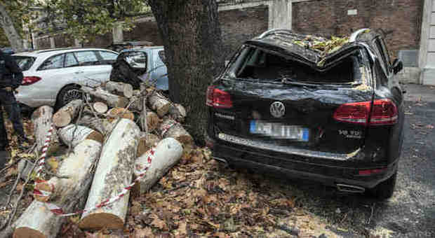 Un'auto distrutta da un albero caduto